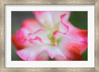 Framed Garden Poppy 3