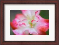 Framed Garden Poppy 3