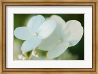 Framed Hydrangea Bloom 1