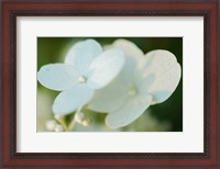 Framed Hydrangea Bloom 1