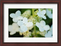 Framed Hydrangea Bloom 2
