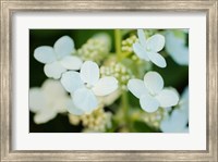 Framed Hydrangea Bloom 2