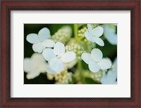 Framed Hydrangea Bloom 2