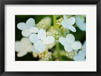 Framed Hydrangea Bloom 2