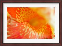 Framed Orange Canna Flower Detail