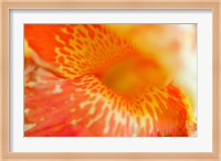 Framed Orange Canna Flower Detail
