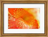 Framed Orange Canna Flower Detail