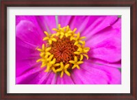 Framed Hot Pink Zinnia Flower