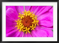 Framed Hot Pink Zinnia Flower