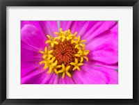 Framed Hot Pink Zinnia Flower