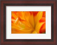 Framed Orange Daylily