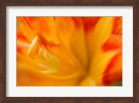 Framed Orange Daylily