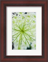 Framed Queen Anne's Lace Flower 1