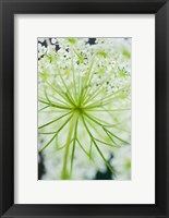 Framed Queen Anne's Lace Flower 1