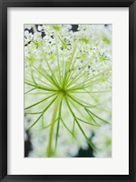 Framed Queen Anne's Lace Flower 1