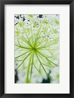 Framed Queen Anne's Lace Flower 1