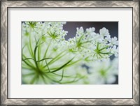 Framed Queen Anne's Lace Flower 2