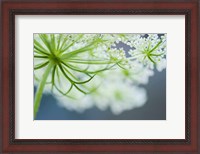 Framed Queen Anne's Lace Flower 3