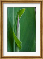 Framed Canna Leaf Bud
