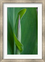 Framed Canna Leaf Bud