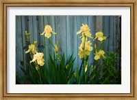 Framed Yellow Bearded Iris And Rustic Wood Fence
