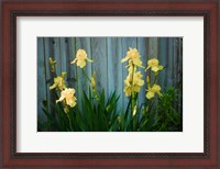 Framed Yellow Bearded Iris And Rustic Wood Fence