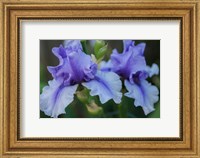 Framed Lavender Iris 1