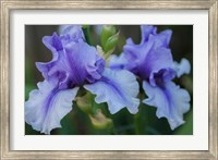 Framed Lavender Iris 1