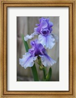 Framed Lavender Iris 2