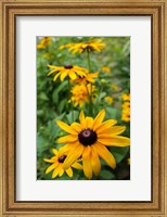 Framed Black-Eyed Susan Flowers