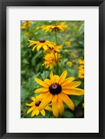 Framed Black-Eyed Susan Flowers