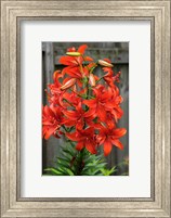 Framed Orange Tiger Lily