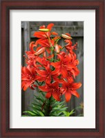 Framed Orange Tiger Lily