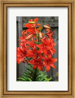 Framed Orange Tiger Lily