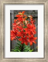 Framed Orange Tiger Lily