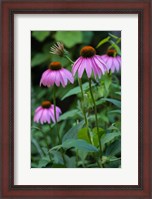 Framed Purple Coneflowers 1