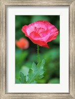 Framed Red Poppy Flower