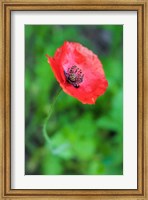 Framed Red Poppy Flower 1