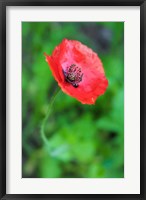 Framed Red Poppy Flower 1