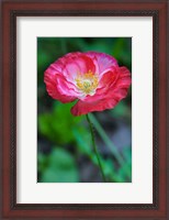 Framed Pink Poppy Flower