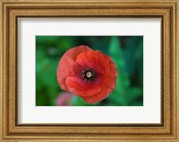 Framed Red Poppy Flower 2