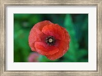 Framed Red Poppy Flower 2