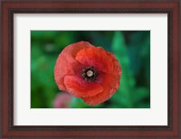 Framed Red Poppy Flower 2