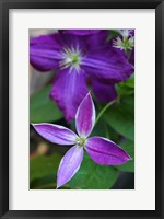 Framed Purple Clematis Flowers 1