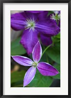 Framed Purple Clematis Flowers 1