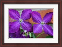 Framed Purple Clematis Flowers 2