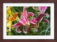 Framed Magenta Stargazer Lily 2