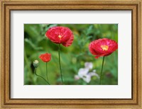 Framed Red Poppy Flowers