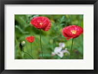 Framed Red Poppy Flowers