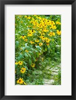 Framed Black-Eyed Susan Flowers 1